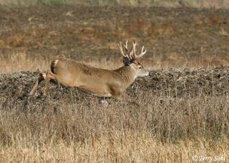 Deer Wallpaper Swimming For Mobile Animals See Giant