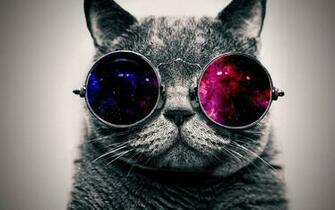 Cool Cat HD Wallpaper Widescreen