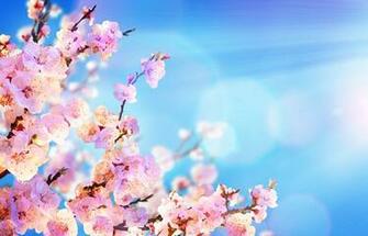Daylight Savings Time Begins Wallpaper Ecopetit Cat