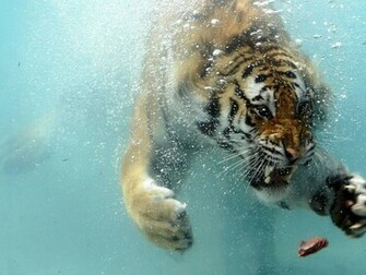 The Amazing Things Tiger Shark Background