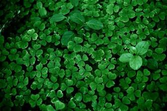Clovers Wallpaper