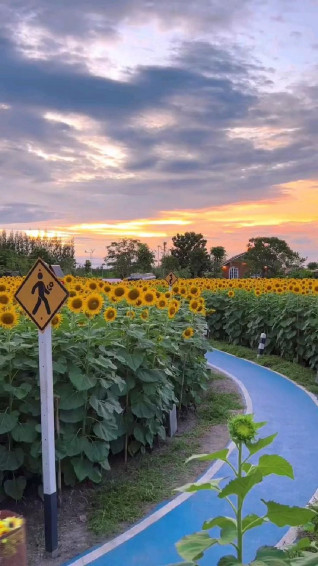 Sunflowers In A Field Wallpaper