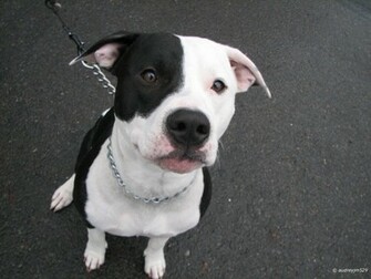 American Pit Bull Terrier Pitbull Wallpaper Pictures Breed Info