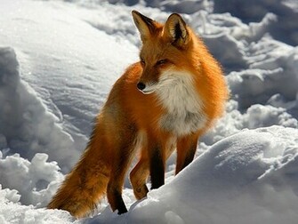 Red Fox Wallpaper