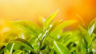 Spring Leaves Mac Wallpaper