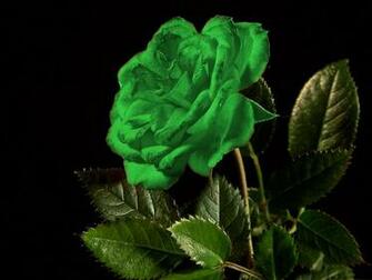 Rose Wallpaper Green HD