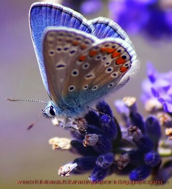 Beautiful Wallpaper Butterflies