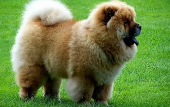 Chow Dog HD Wallpaper For Desktop Full Doggy