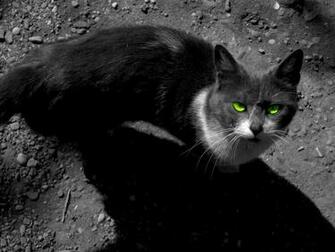Dramatic Cat Warrior Cats Forever Wallpaper