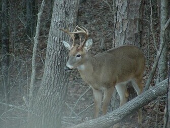 The Big Buck Wallpaper