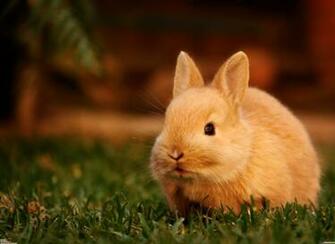 Cuteness Wallpaper Cute Little Bunny HD