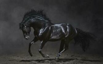 Amazing Black Stallion Wallpaper And Stock Photos