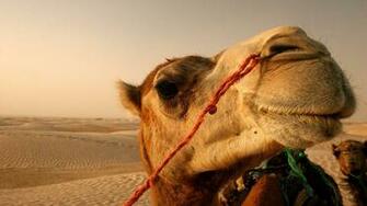 Wallpaper With A Camel In The Desert
