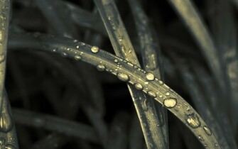 Nature Tears I Wallpaper Stock Photos