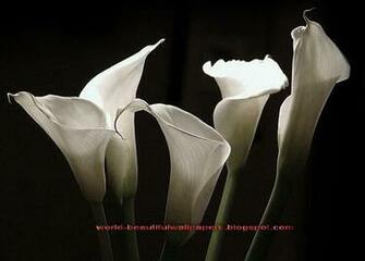 Beautiful Wallpaper Calla Lily Flowers