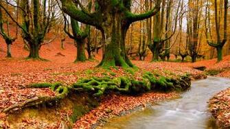Beautiful Scenery Background