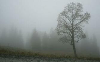 Related Pictures Fog Wallpaper Background
