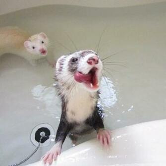 Cute Ferret Fe