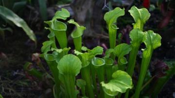 Carnivorous Plants Wallpaper Desktop