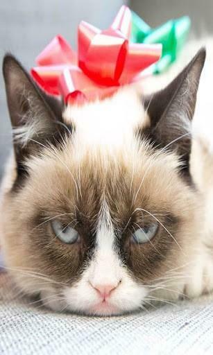 Grumpy Cat HD Wallpaper Sweety Cats Pritty