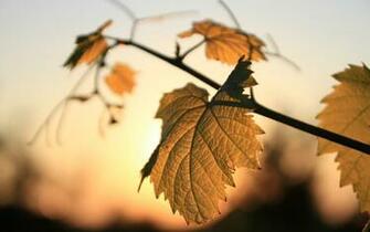 Of Vine Leaf Image Yellow Light The Setting Sun For Desktop