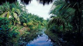 Tropical Wallpaper