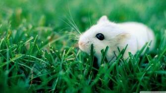 White Mouse Ultra HD Desktop Background Wallpaper For 4k UHD Tv