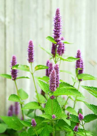 Purple Licorice X Wallpaper