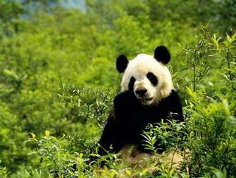 Giant Panda Wallpaper