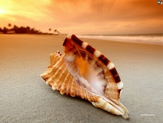 Seashells Wallpaper