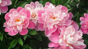 Very Beautiful Flowers Wallpaper All HD