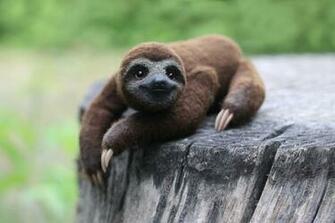 Three Toed Sloth By Irentoys