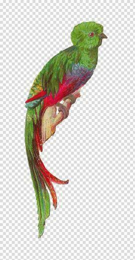 Bird Resplendent Quetzal Feather Cute Transparent