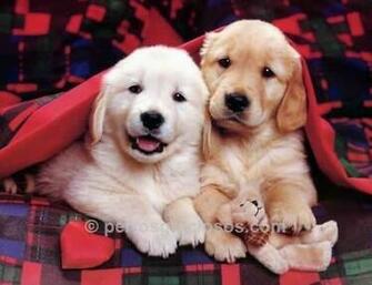 Los Perros