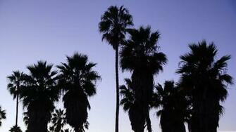 Palm Trees Venice Beach Los Angeles 4k HD Desktop Wallpaper