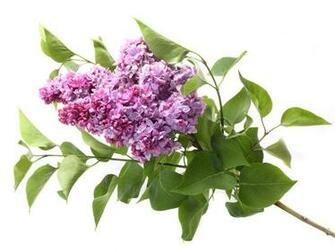Flowers Purple Lilac High Quality Background Pictures