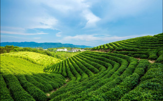 Alpine Green Tea Garden Sdtl7ca6mqlmo925 Wallpaper