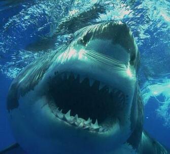 Great White Shark Image HD Wallpaper In Animals Imageci