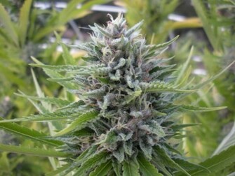 Showing Gallery For Kush Plant Wallpaper HD
