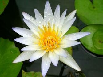 Water Lily Wallpaper HD Desktopinhq Net