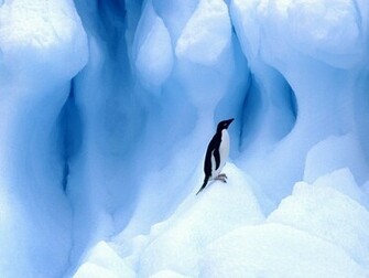 Penguin Wallpaper HD