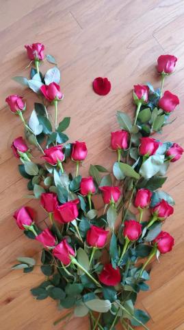 Beautiful Flower Image Pictures