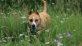 Dog Animals Picsfab Desktop Wallpaper