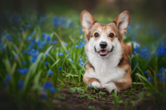 Corgi Wallpaper