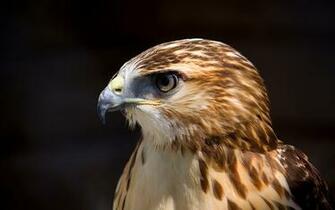 You Are Ing Birds Hawk HD Wallpaper Color Palette Tags