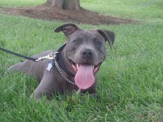 Pitbulls Owner Pit Baby Pits Pictures