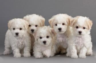 I Love Dogs