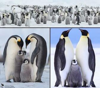 Family Members Of The Penguins Wallpaper