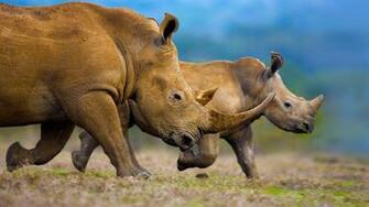 Southern White Rhinoceros Mother And Calf Theo Allofs Masterfile