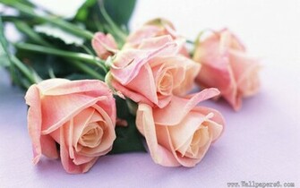 Of Flower Pink Rose Wallpaper